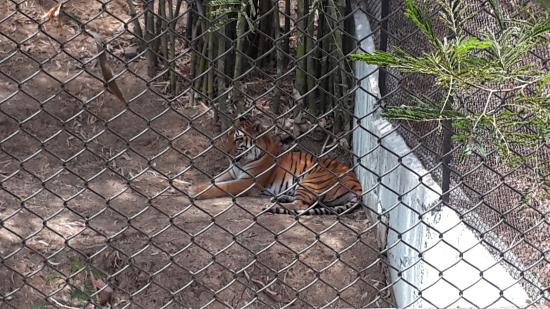 Tiger In Nandanvan Nature Center